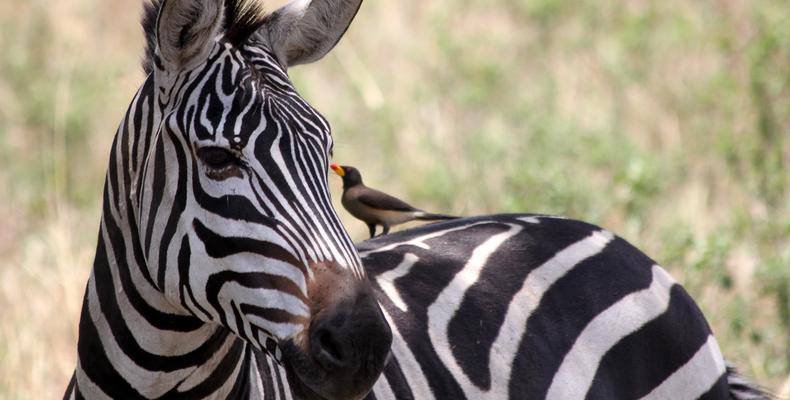 Zebra