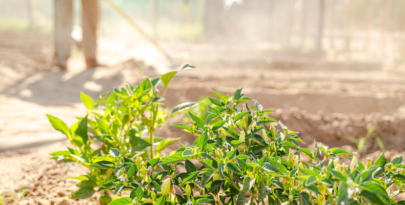 Vegetable garden