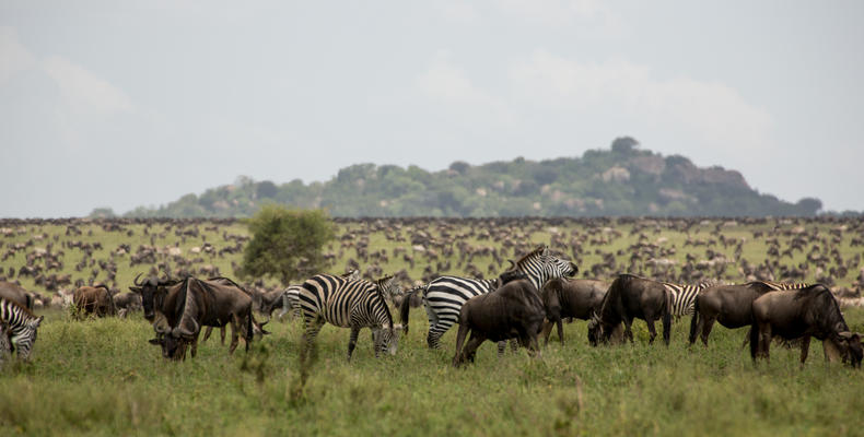 A wildlife medley