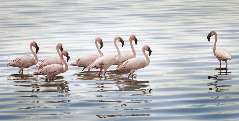 Pink Wonders of Nimali Serengeti