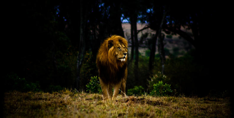 King of the Savannah