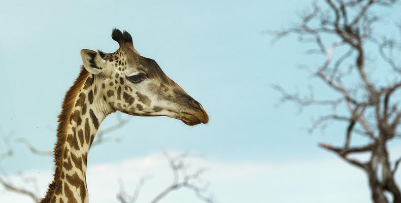 Tall Beauty of the Savannah