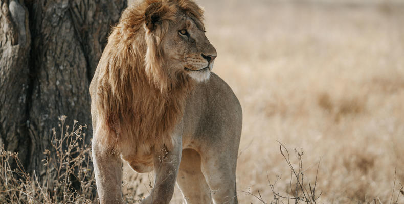 Roars of the wild