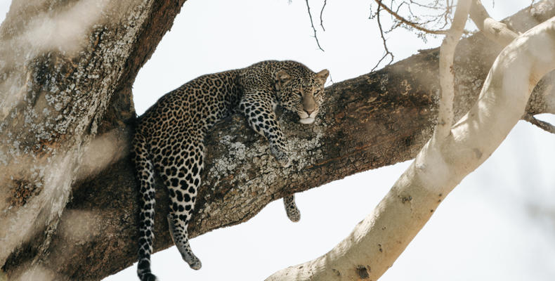 Tree-Top Leopard Sighting