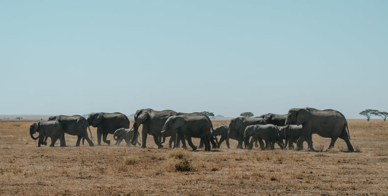 Elephant Herd on the Horizon