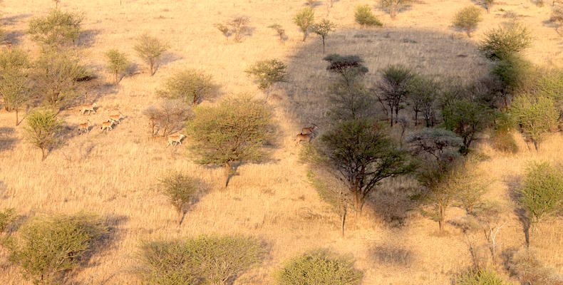 Balloon Safaris 