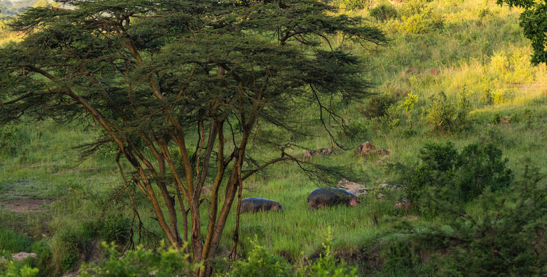 Elewana Serengeti Migration Camp