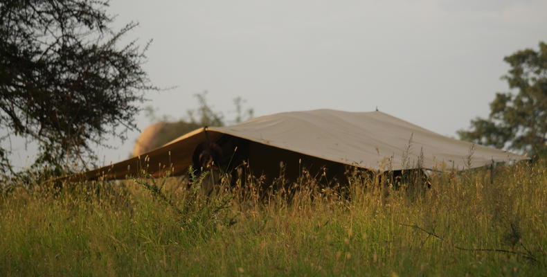 Wayo Trekking Camp