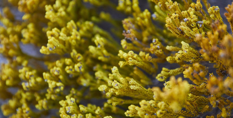 Morukuru Beach Lodge - Fynbos vegetation