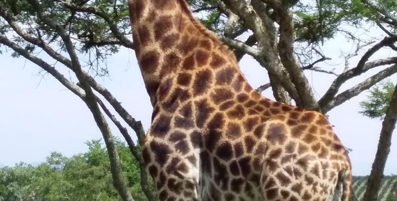 Giraffe