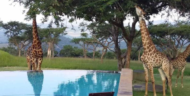 Giraffes at the pool