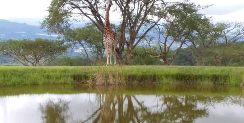 Giraffe by the dam
