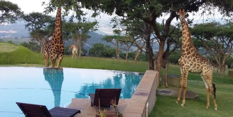 Giraffes at the pool 