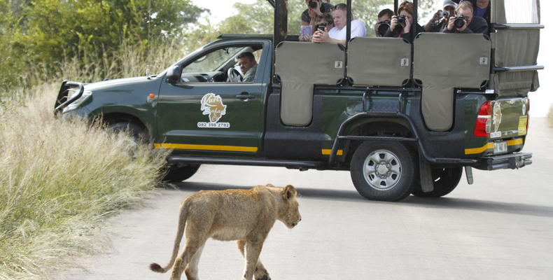 Kurt Safaris in the Kruger
