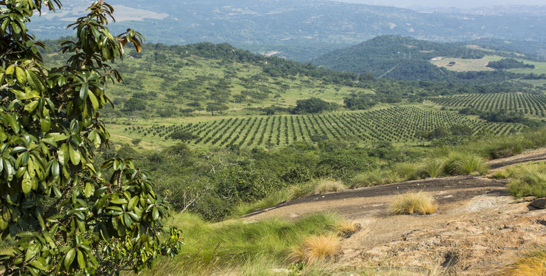 View from the estate