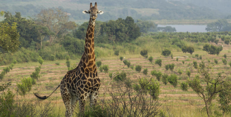 Giraffe walking in the Estate