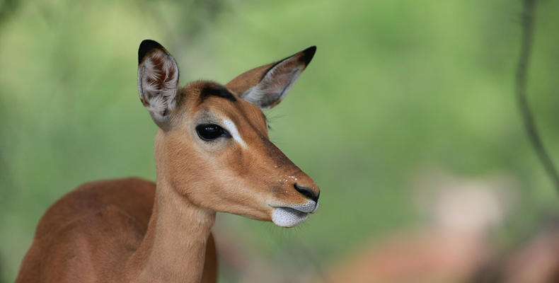Impala on the reserve