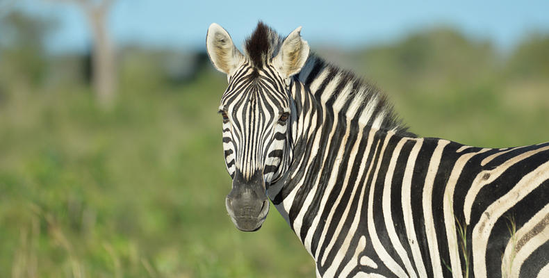 Zebra 