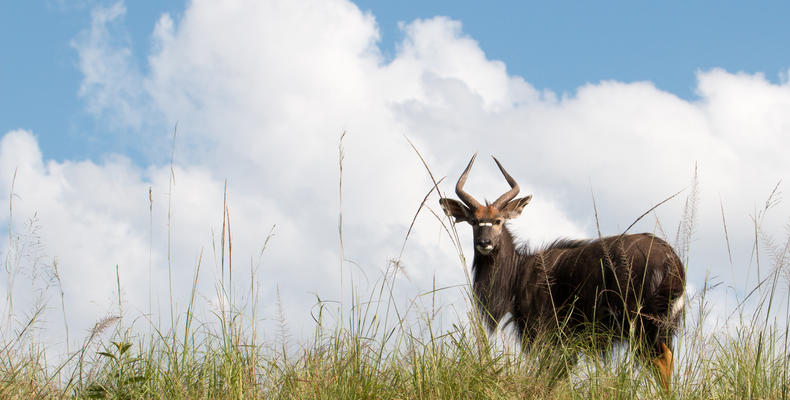 Nyala on the Reserve