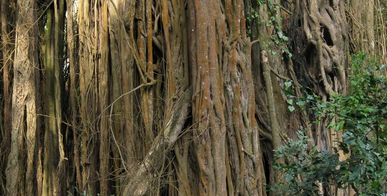 Ancient Tree