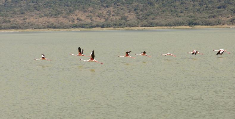 Flamingos