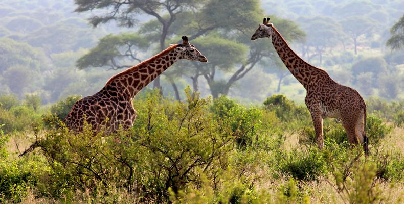 Wildlife around the Camp