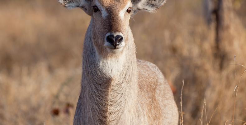 Wildlife around the Camp