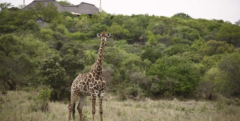 Phinda Mountain Lodge 