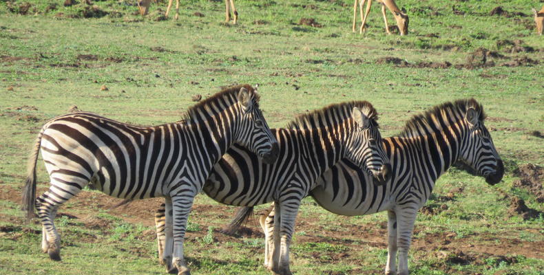 Phinda Mountain Lodge 