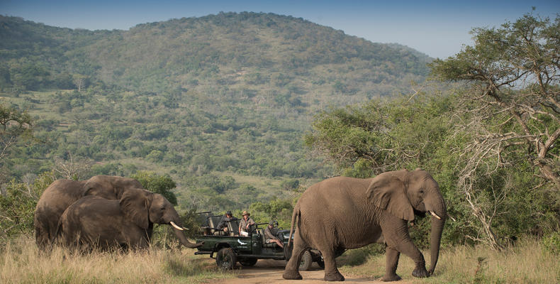 Phinda Mountain Lodge 