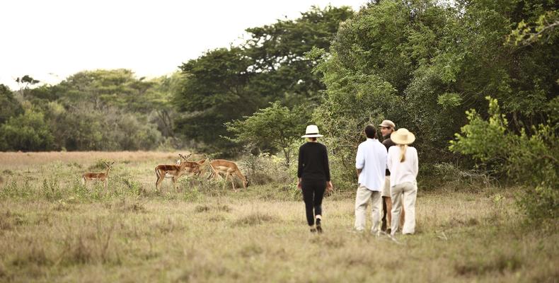 Phinda Mountain Lodge 