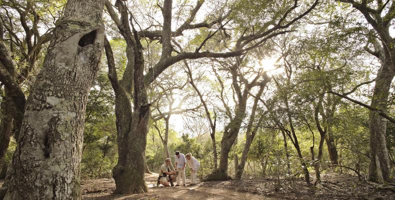 Phinda Mountain Lodge 