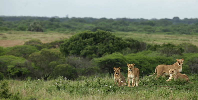 Phinda Mountain Lodge 