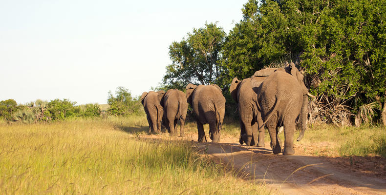 Phinda Mountain Lodge 