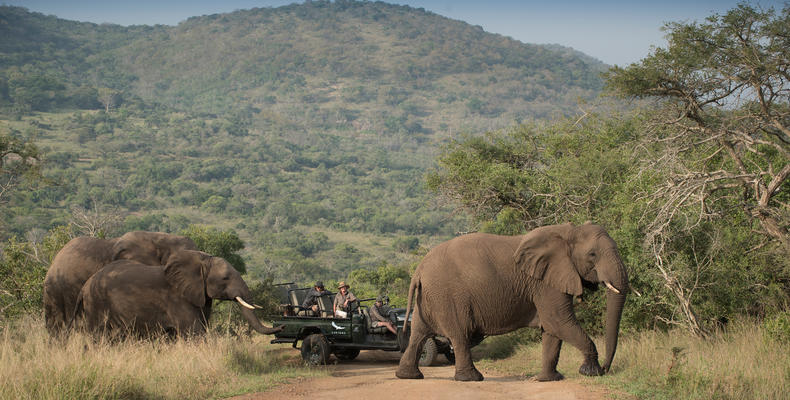 Phinda Mountain Lodge 