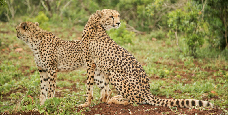 Phinda Mountain Lodge 