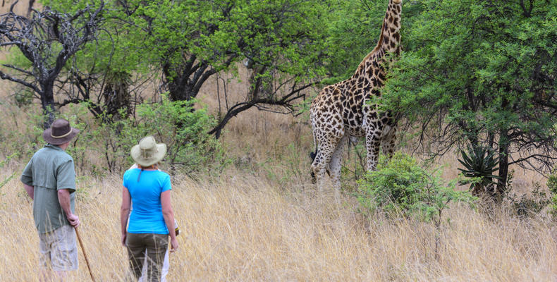 Giraffe