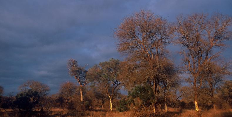 Rhino Post Safari Lodge - Kruger - Scenic