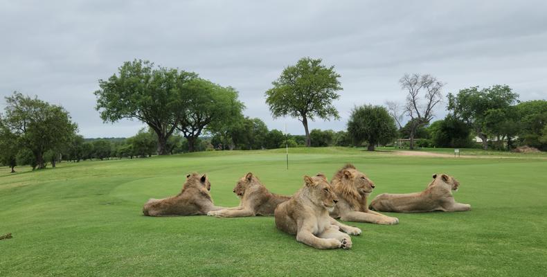 Rhino Post Safari Lodge - Skukuza - Golf