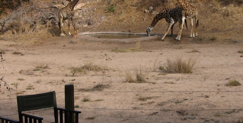 Rhino Post Safari Lodge - Waterhole Guests