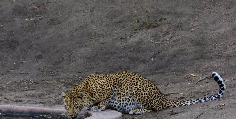 Rhino Post Safari Lodge - Waterhole Guests