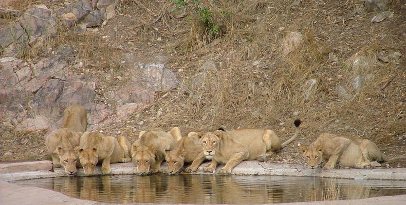 Rhino Post Safari Lodge - Waterhole Guests