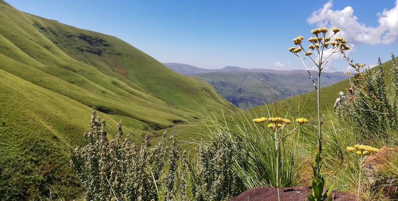 Drakensberg Flowers