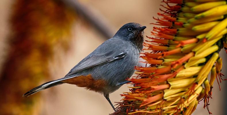 Birding