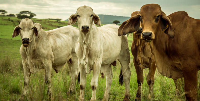 Fresh Farm Fare Brahman Beef