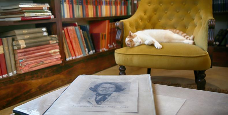 Relaxed cat in the library