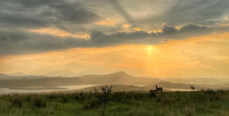 Sunset Horses