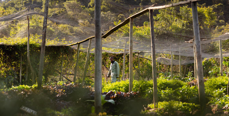 Organic Garden Tour