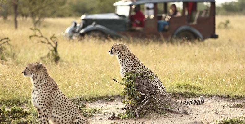 Cottar's Game Drive