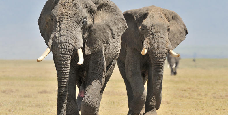 Elephants at Ndutu Safari Lodge